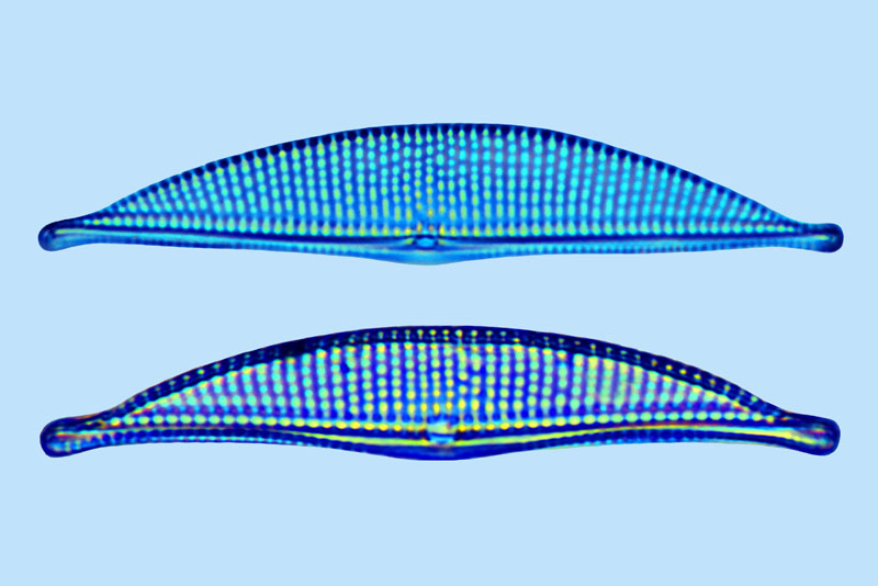 Amphora Amphora arcus